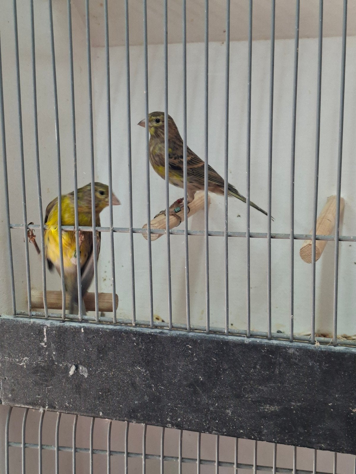koppels wilde kanarie, Dieren en Toebehoren