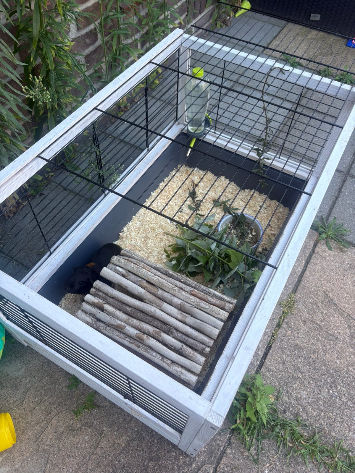 2 Jonge cavia zeugjes, Dieren en Toebehoren, Knaagdieren, Cavia, Februari, Vrouwelijk, Tam
