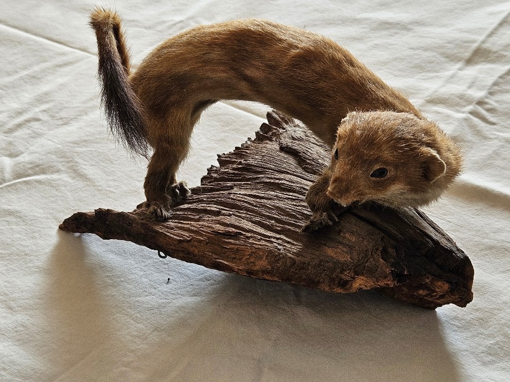 Opgezette wezel op hout, Ophalen of Verzenden, Gebruikt, Wild dier, Opgezet dier