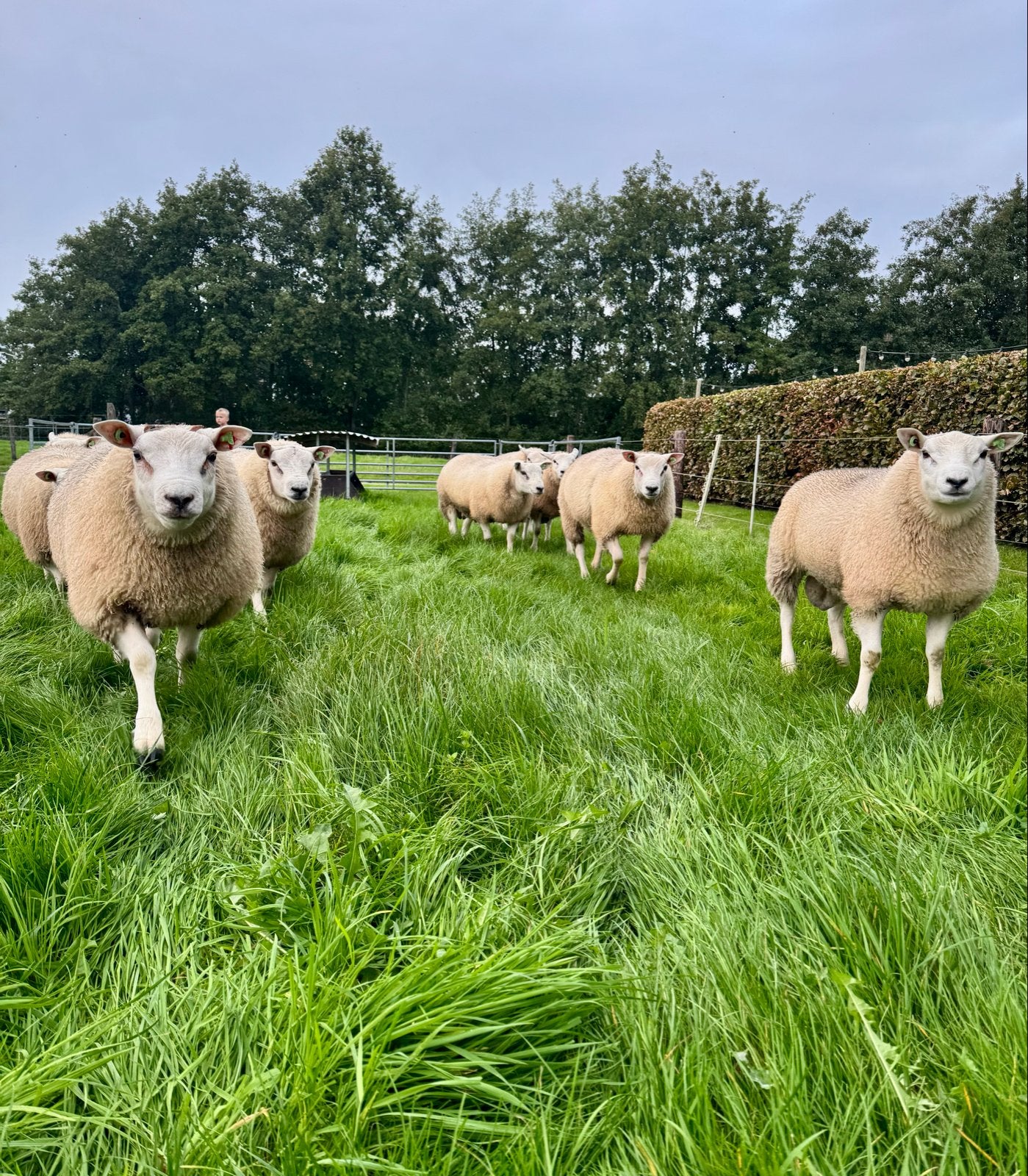 Dekrammen dekram schapen, Dieren en Toebehoren, Mannelijk, Schaap, 0 tot 2 jaar