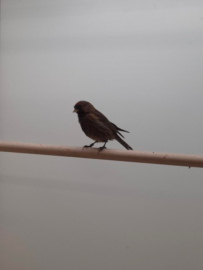 Diverse tropische vogels, Dieren en Toebehoren, Vogels | Overige Vogels, Meerdere dieren, Tropenvogel, Geringd