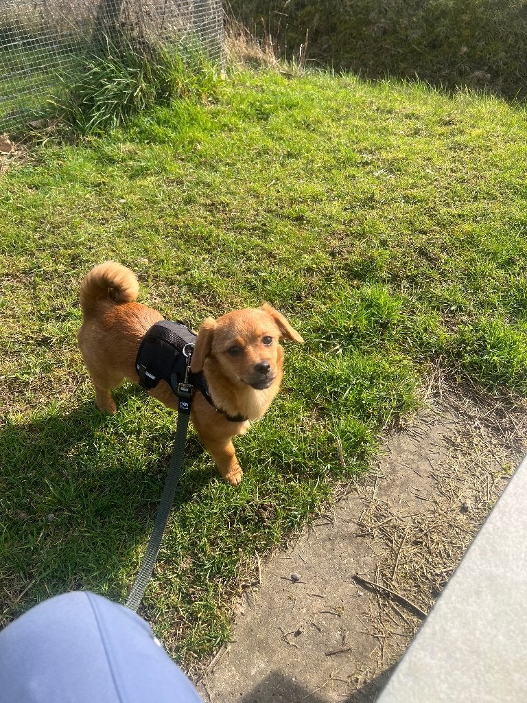 Pup ter adoptie, België, Particulier, Reu, 8 tot 15 weken
