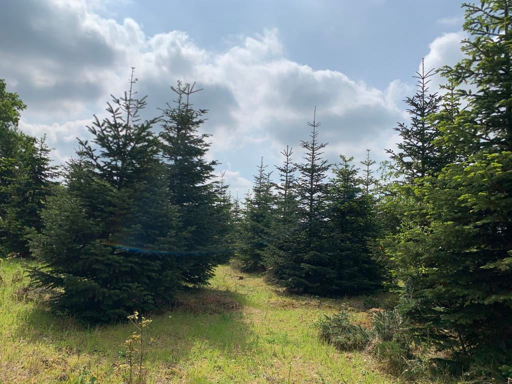 Grote Nordmann kerstbomen 4 m kunnen worden ingenet!, Tuin en Terras, Planten | Bomen, Overige soorten, Zomer, 400 cm of meer