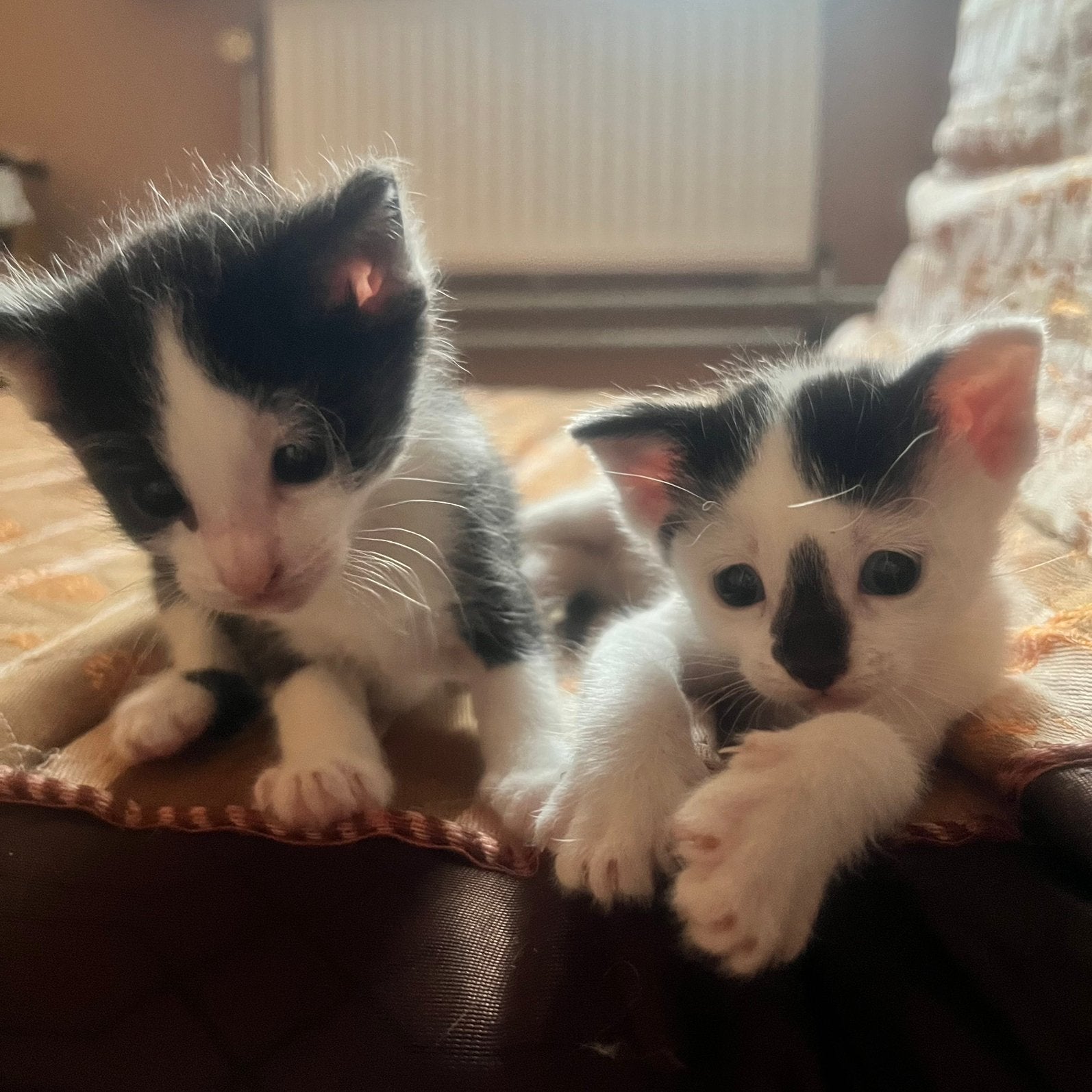 Kittens, 0 tot 2 jaar