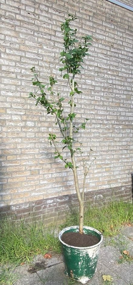 Volwassen hibiscusstruik wit 1,75 M / 4 cm stam, Ophalen, Overige soorten, 100 tot 250 cm