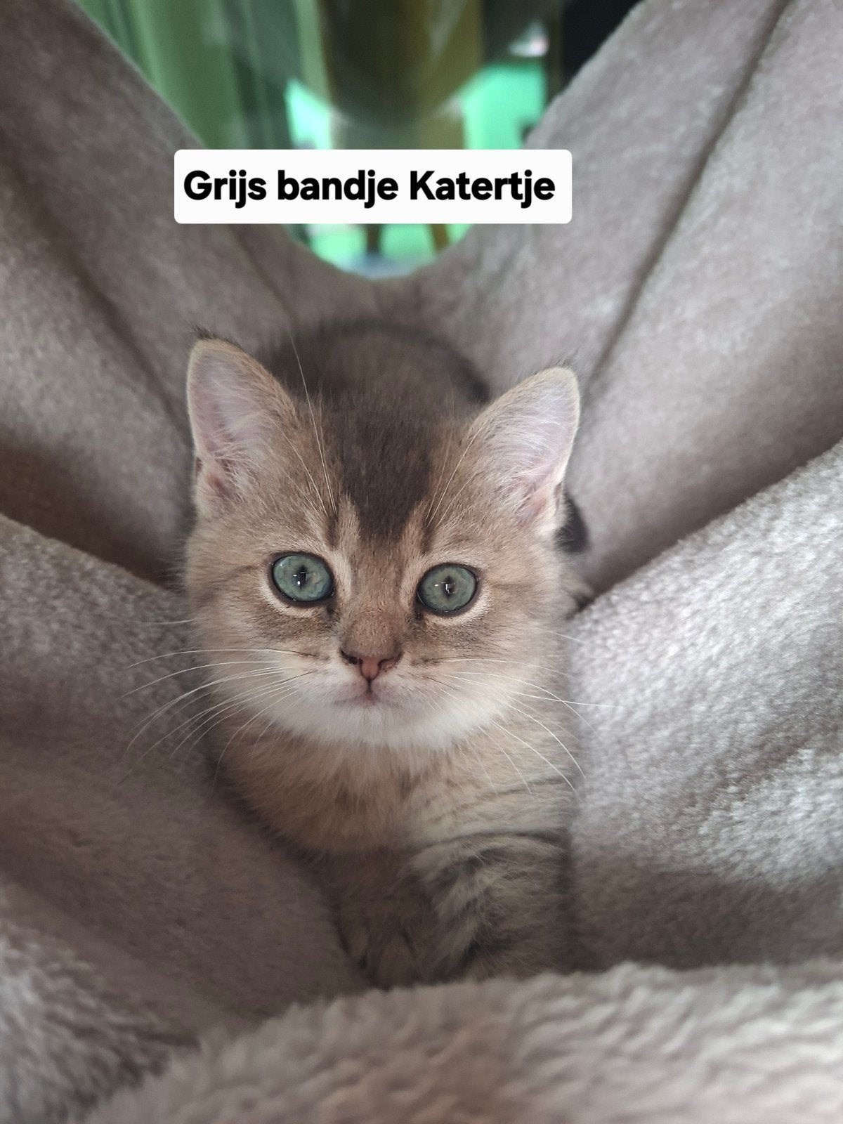 Britse Korthaar Golden Shaded kittens, Dieren en Toebehoren, Katten en Kittens | Raskatten | Korthaar, Kater, Ontwormd, 0 tot 2 jaar