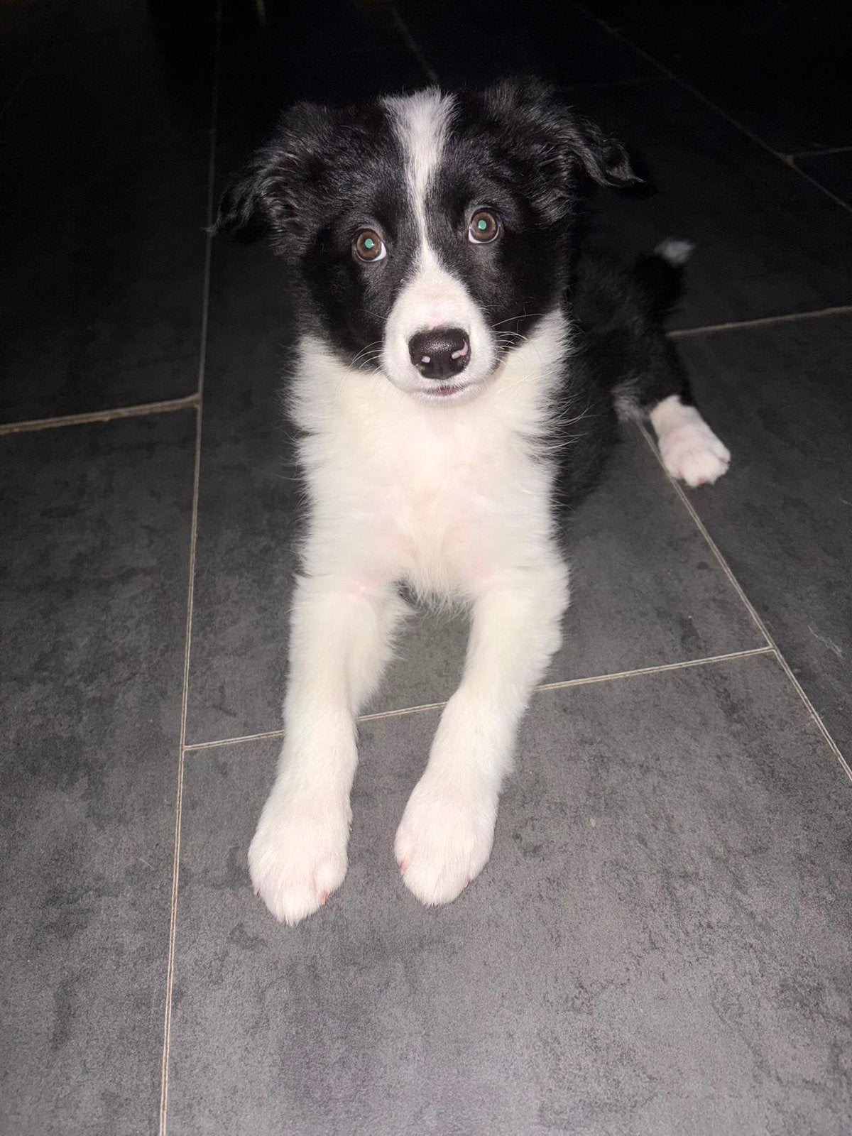 Zeer lieve pup 8,5 week, Dieren en Toebehoren, Honden | Niet-rashonden, Parvo, 8 tot 15 weken, Teef, Eén hond