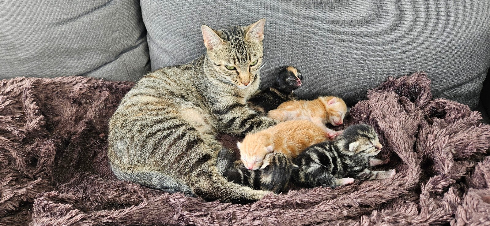 boerderij kittens, Meerdere dieren, Kortharig, 0 tot 2 jaar