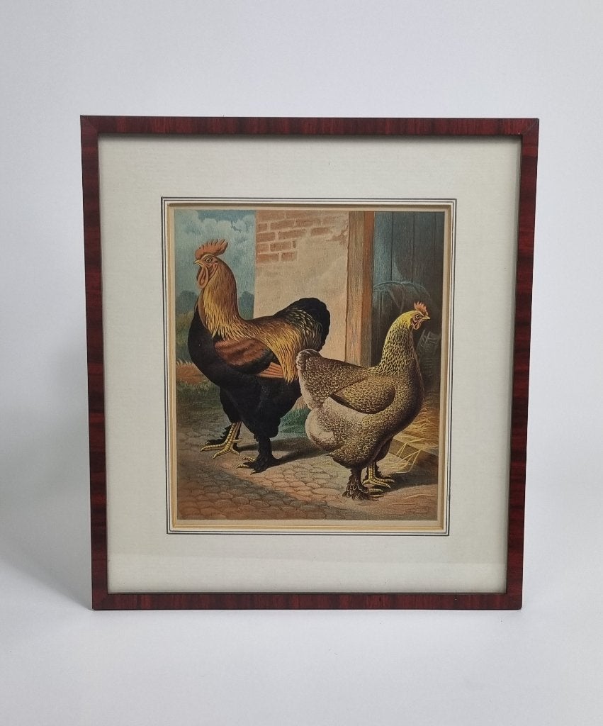 3 ingelijste (chromo) Lithografieën - kippen - 1870, Ophalen of Verzenden, Ingelijst, Lithografie, Dieren en Natuur