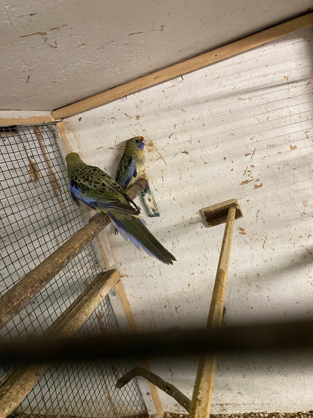 Rosella, Meerdere dieren, Parkiet