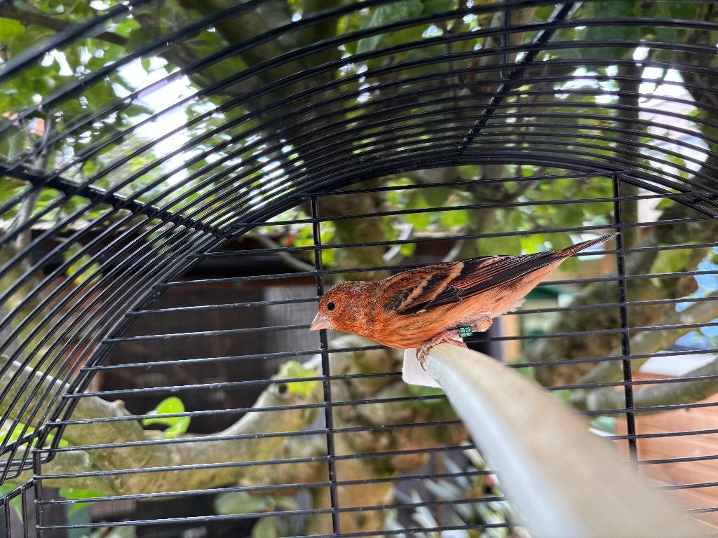 F1 Kapoetsensijs, Dieren en Toebehoren, Mannelijk, Wildzangvogel, Geringd