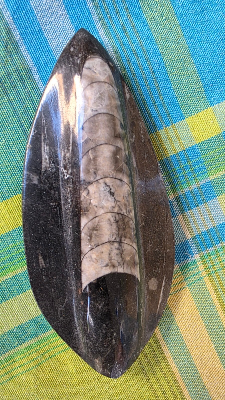 Gepolijst Orthoceras fossiel in leisteen, Ophalen of Verzenden, Fossiel