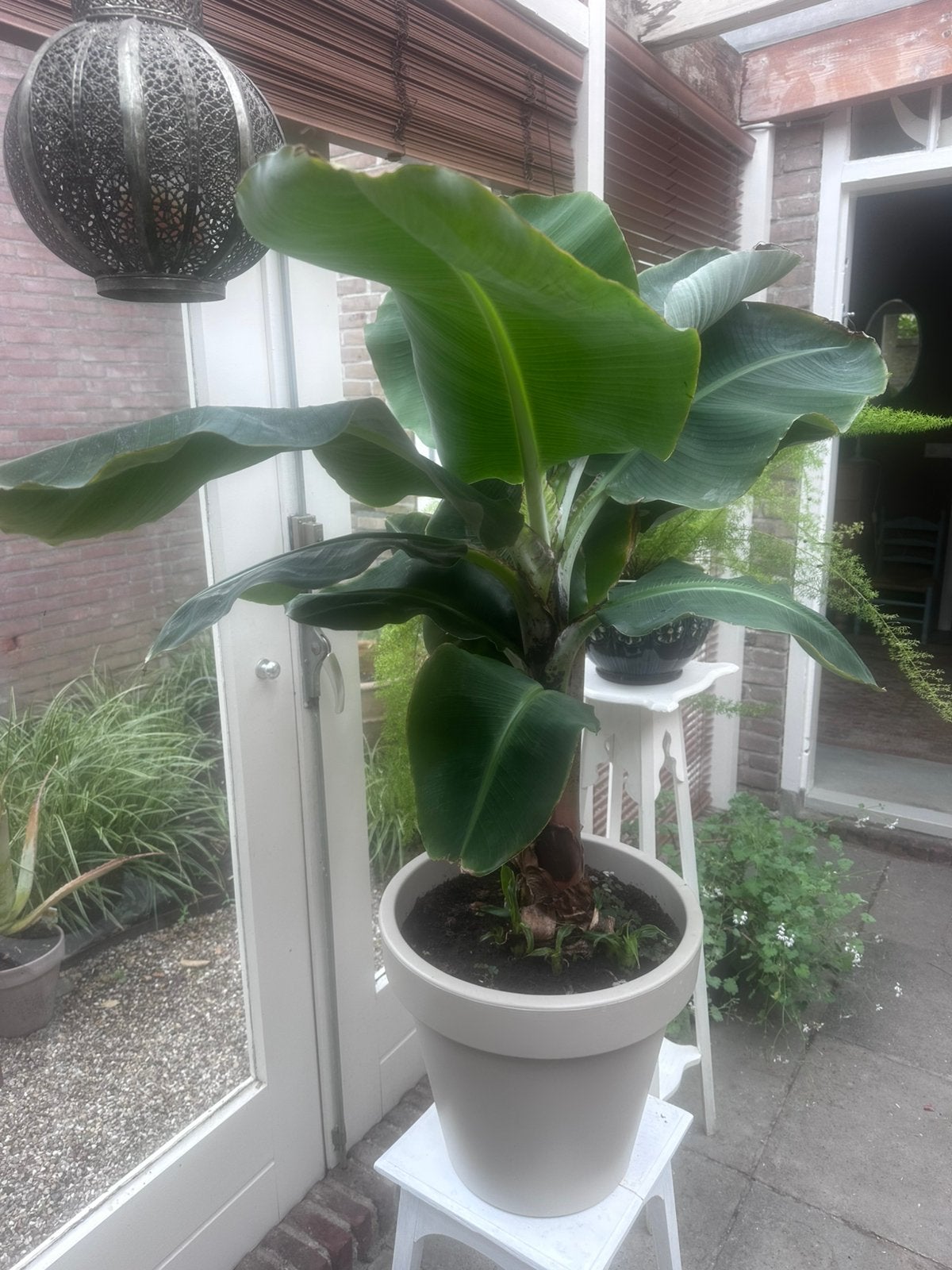 Bananenplant heel groot, Ophalen, 100 tot 150 cm, In pot, Volle zon