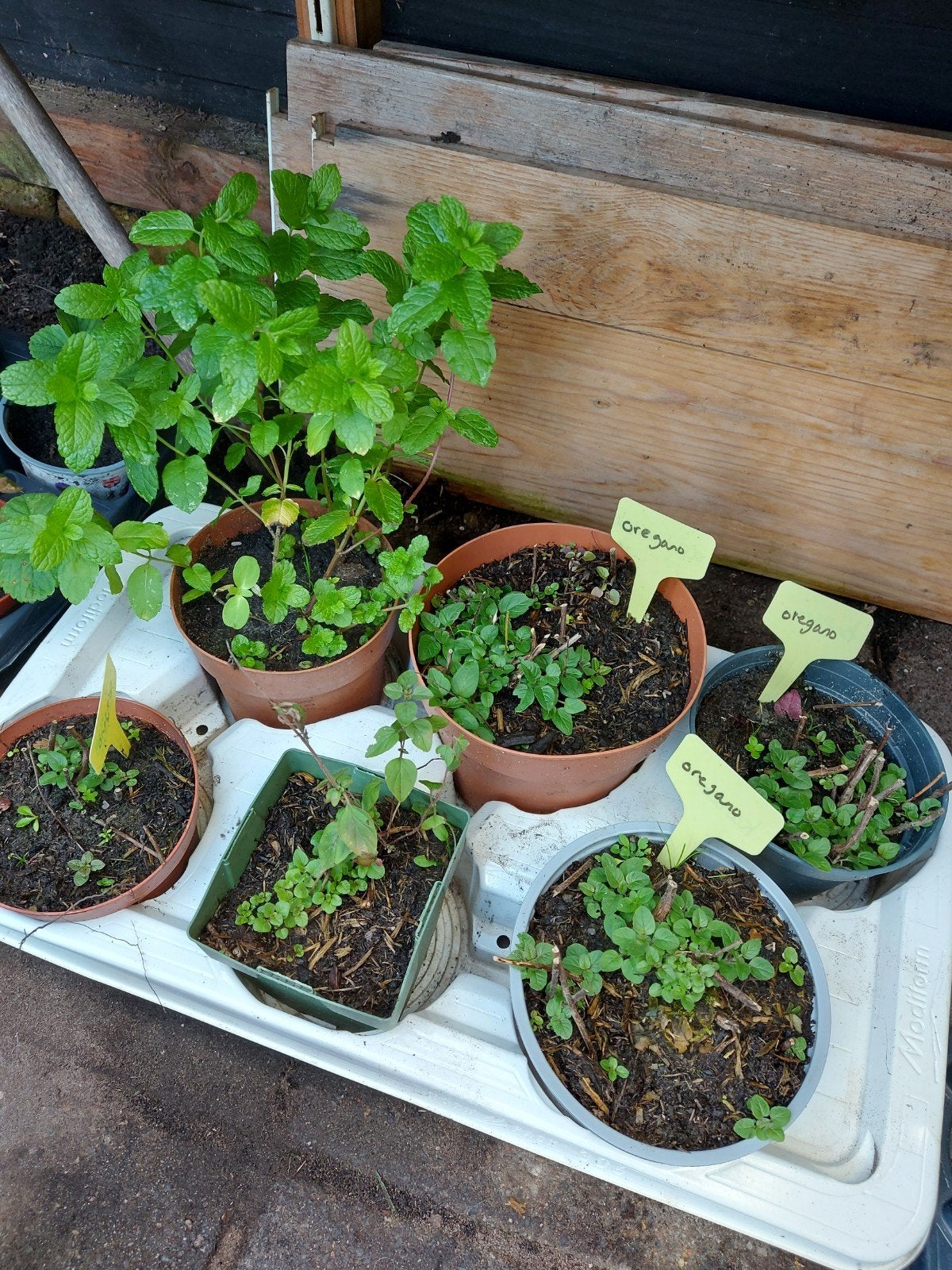 oregano mix&match moestuin plant kruiden, Ophalen of Verzenden, Vaste plant, Kruiden, Volle zon