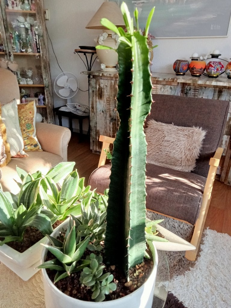 3 Composities van vetplanten, Ophalen, Halfschaduw, Minder dan 100 cm