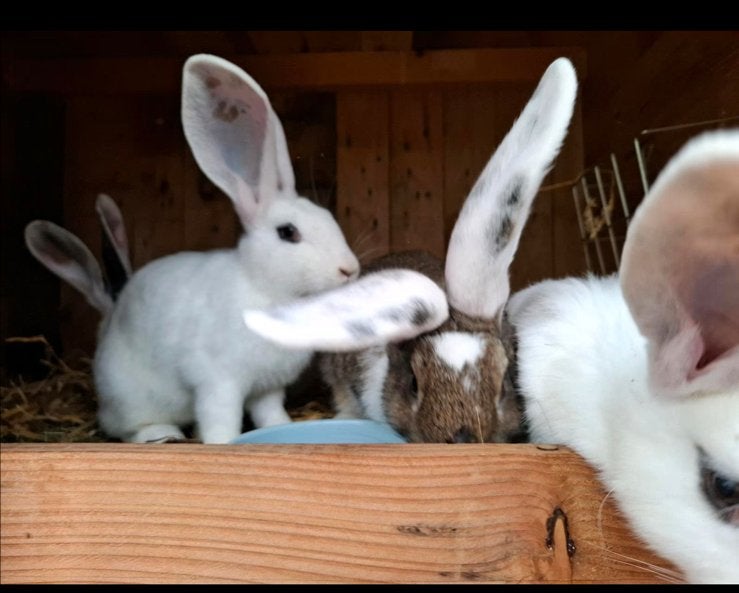 Gezocht: Vlaamse reus Duitse reus groot, Dieren en Toebehoren, Meerdere dieren, Groot