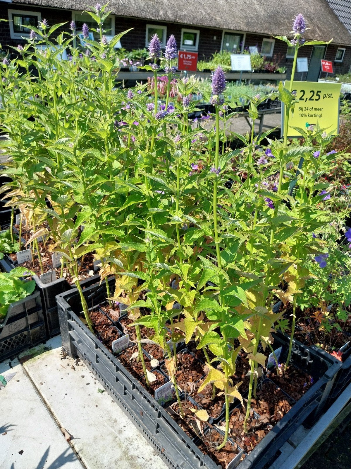 Agastache 'Blue Fortune' - Dropplant met paarse bloemen, Ophalen, Volle zon, Vaste plant, Kruiden