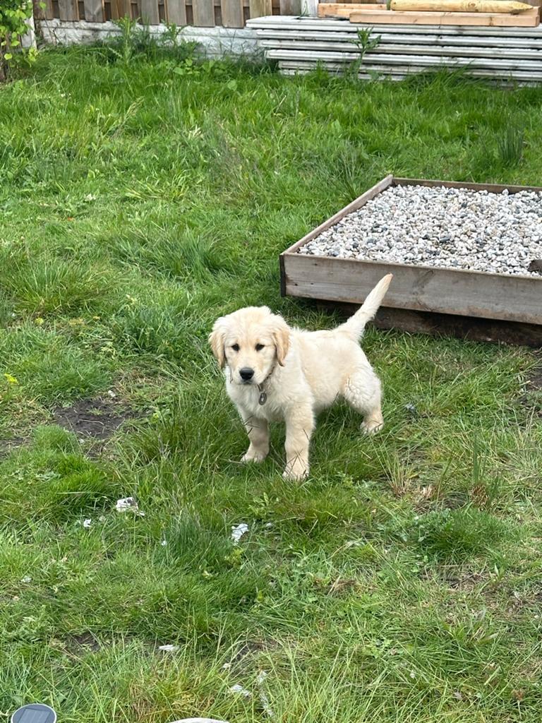 Golden, Dieren en Toebehoren, Honden | Retrievers, Spaniëls en Waterhonden, Golden retriever, Parvo, Reu, 8 tot 15 weken