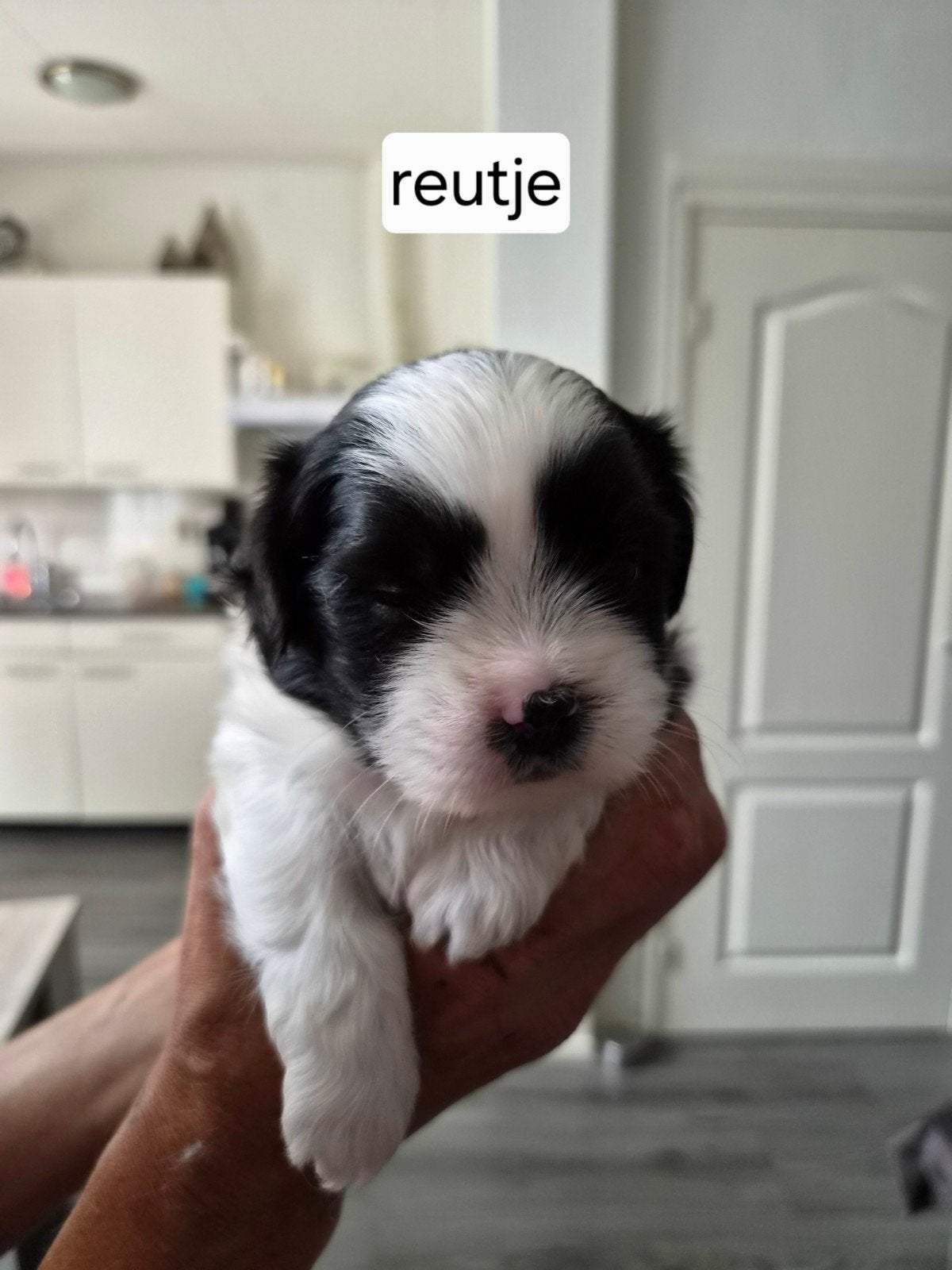 lieve boomer pups, Dieren en Toebehoren, Honden | Chihuahua's en Gezelschapshonden, Parvo, Overige rassen, 8 tot 15 weken, Meerdere
