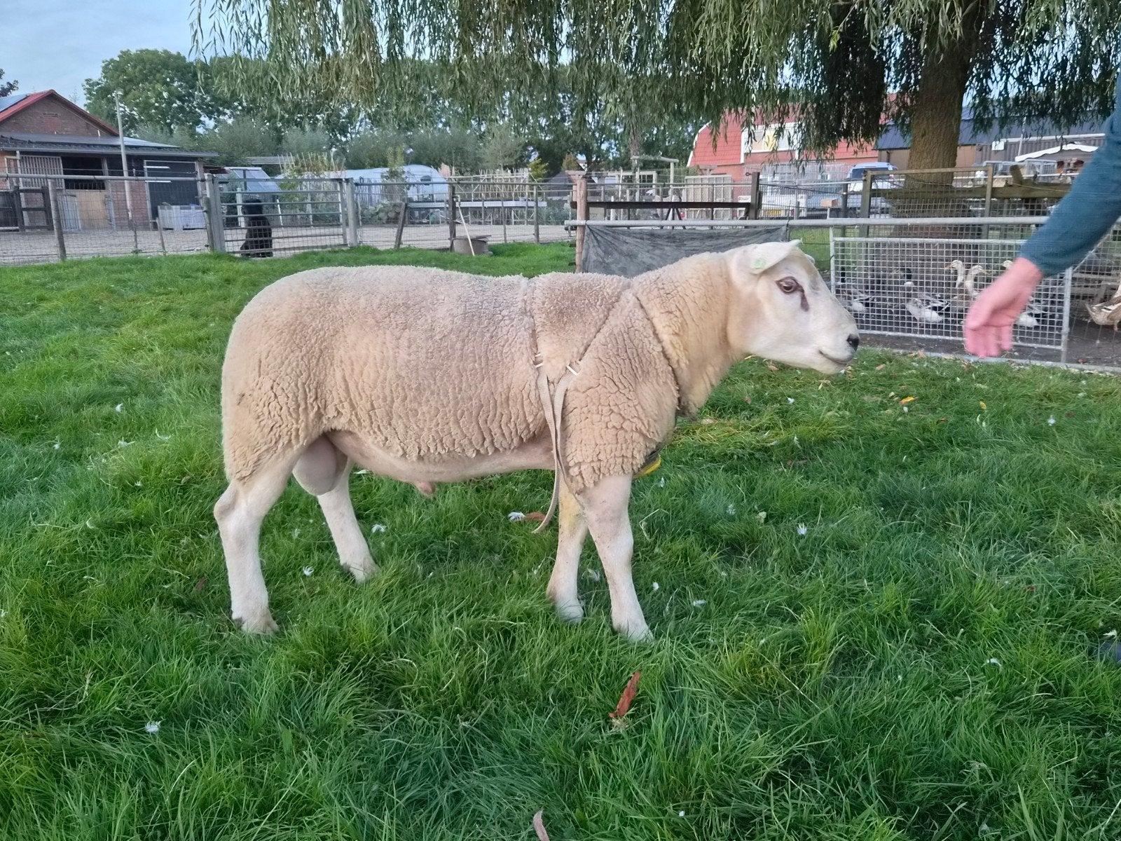 volbloed engelse texelaar dekbok van 2025, Mannelijk, Schaap, 0 tot 2 jaar
