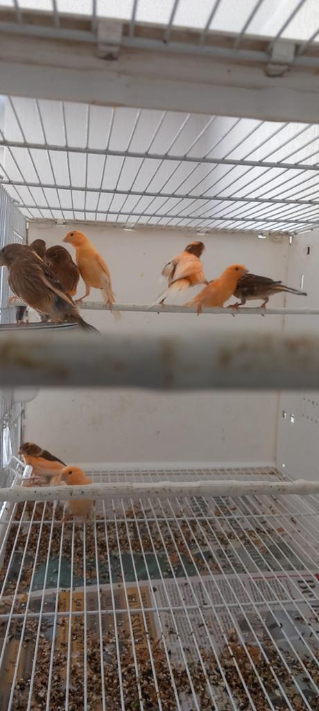 Harlekijn kanaries., Dieren en Toebehoren, Meerdere dieren, Kleurkanarie