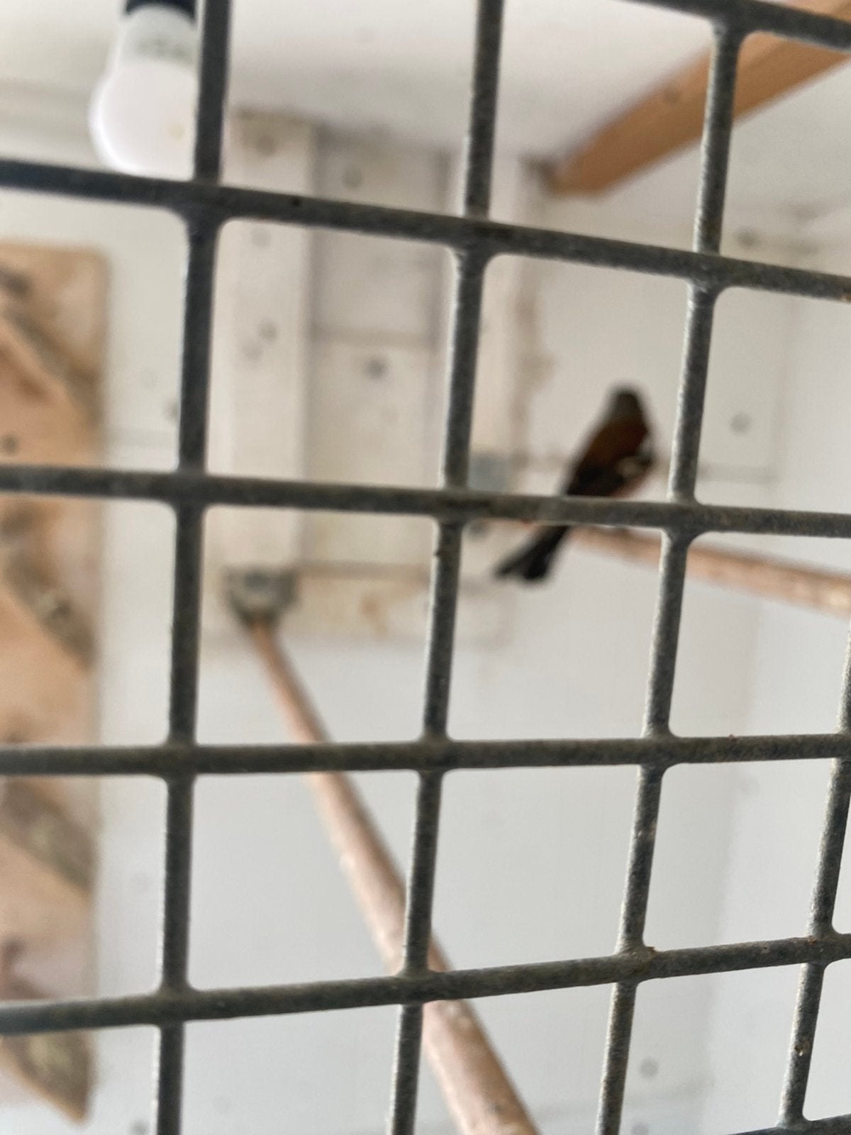 Vogel. Vink, Mannelijk, Parkiet