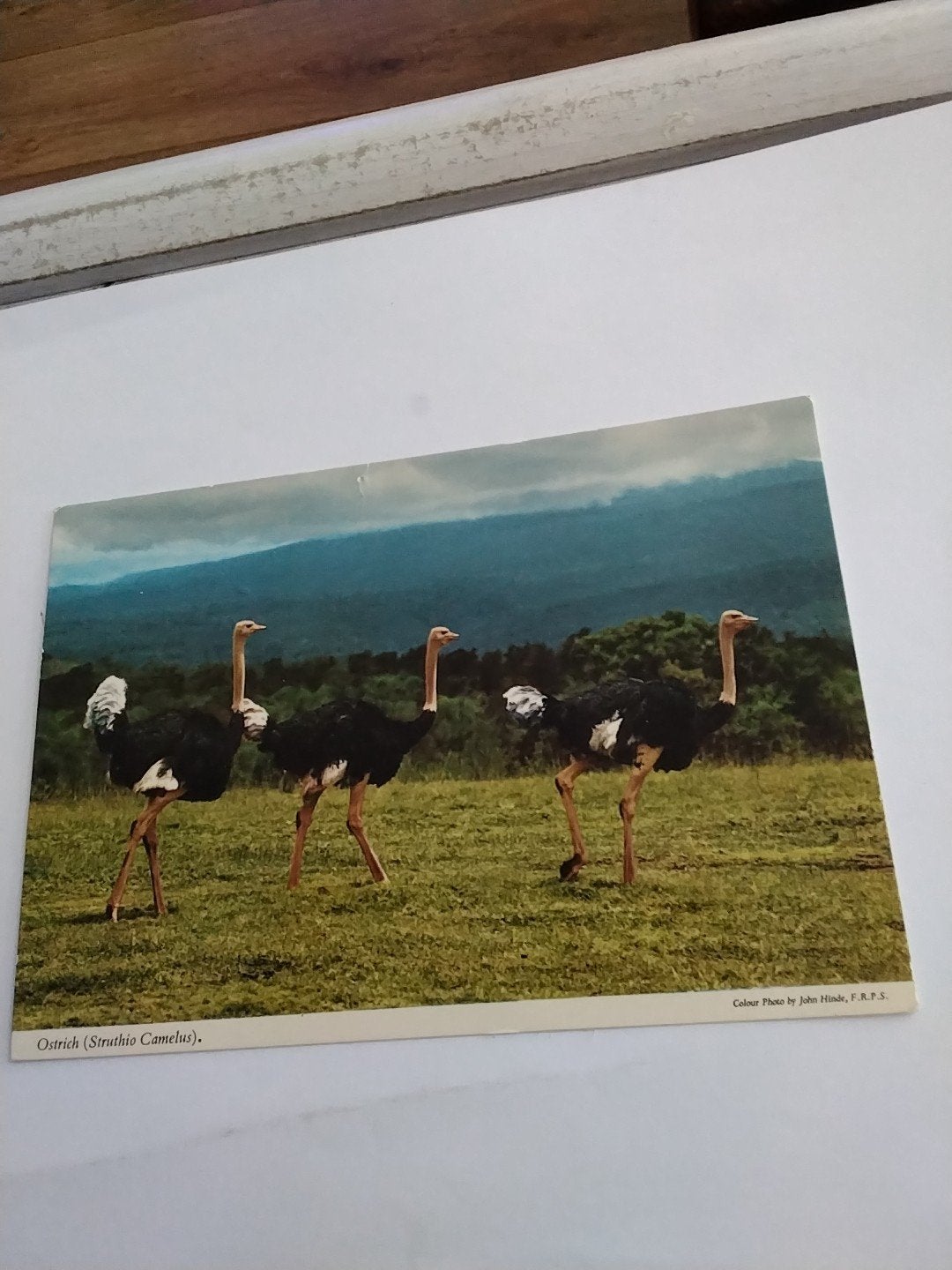 Vintage Ansichtkaart Struisvogels Afrika John Hinde, Verzamelen, Ansichtkaarten | Themakaarten, Ophalen of Verzenden