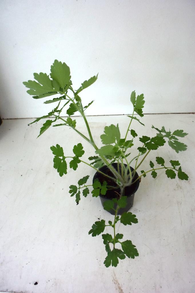 Stinkende gouwe (Chelidonium majus), Vaste plant, Halfschaduw, Lente, Ophalen