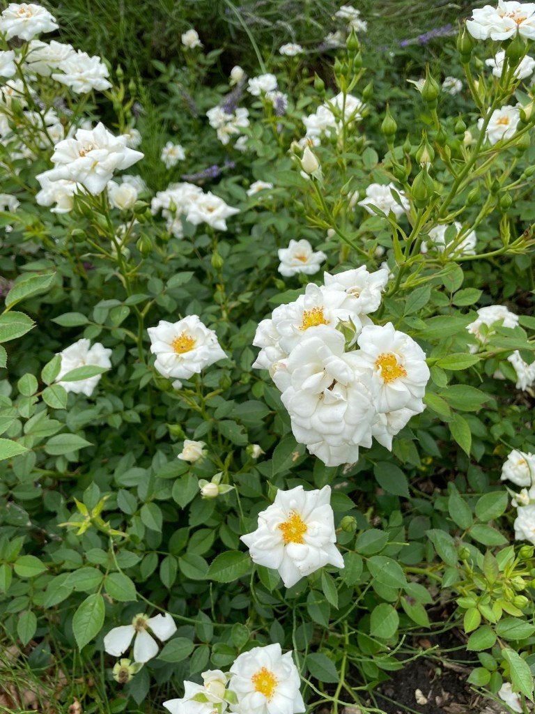 Rozenstruik Rosa White Cover (9x), Volle zon, Vaste plant, Zomer, Ophalen