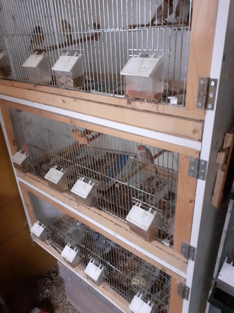 3 grote kweekkooien 95 bij40bij40, Ophalen, Hout, Broedkooi of Kweekkooi