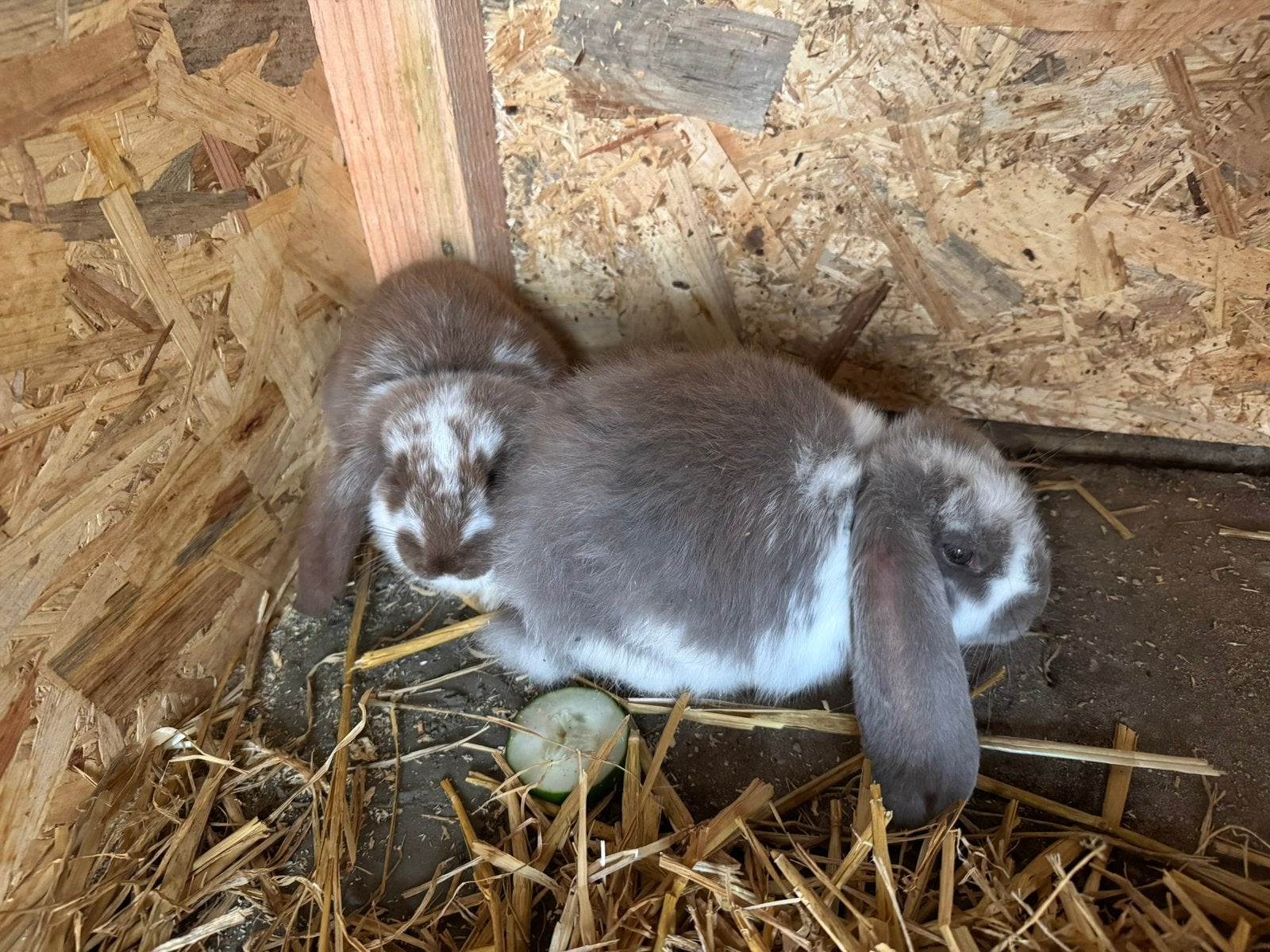 Twee Franse hangoor 1 jaar oud, Dieren en Toebehoren, Vrouwelijk, Groot, Hangoor, 0 tot 2 jaar