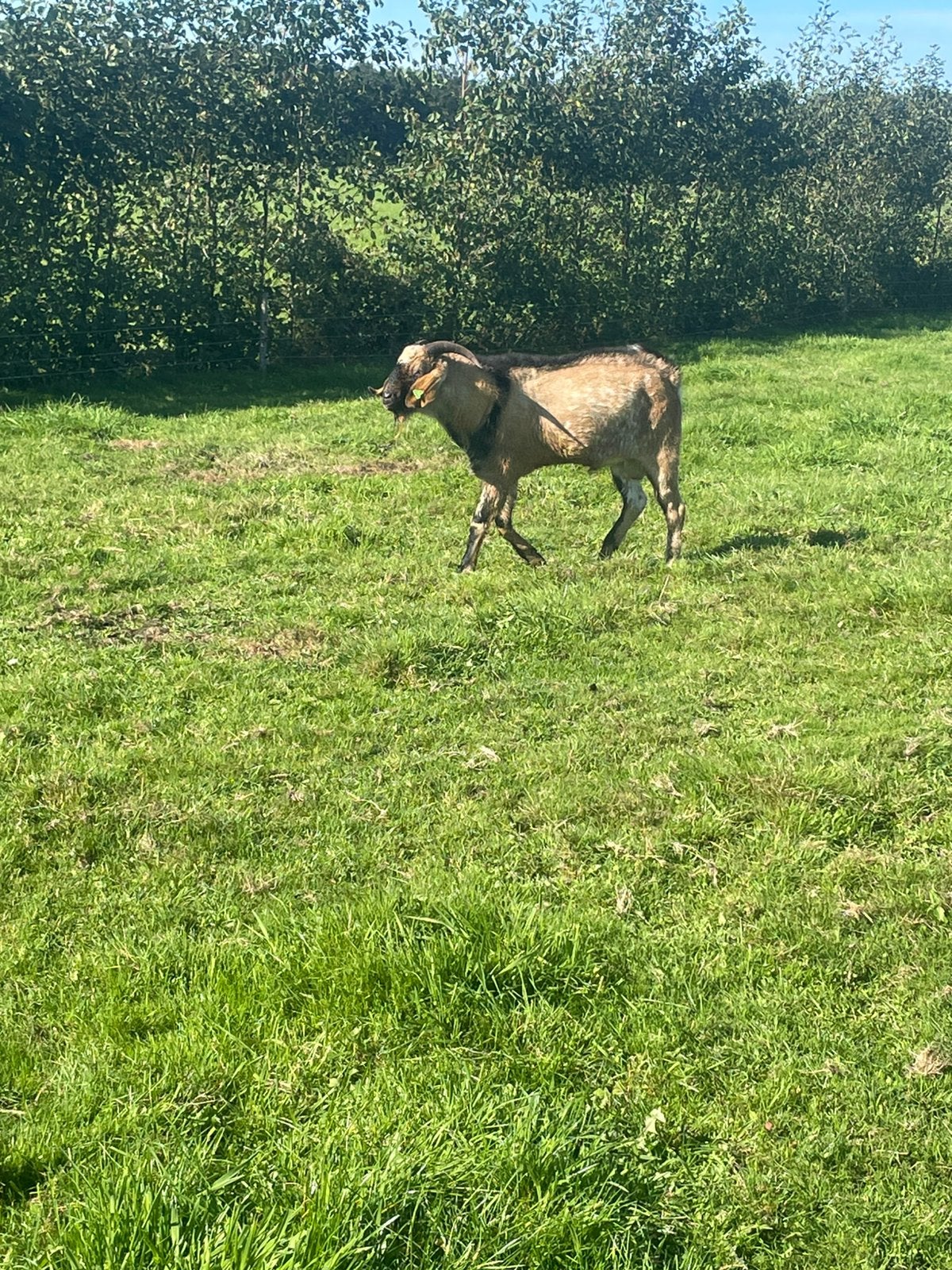 Mooie bok ter dekking, Dieren en Toebehoren, Mannelijk, Geit