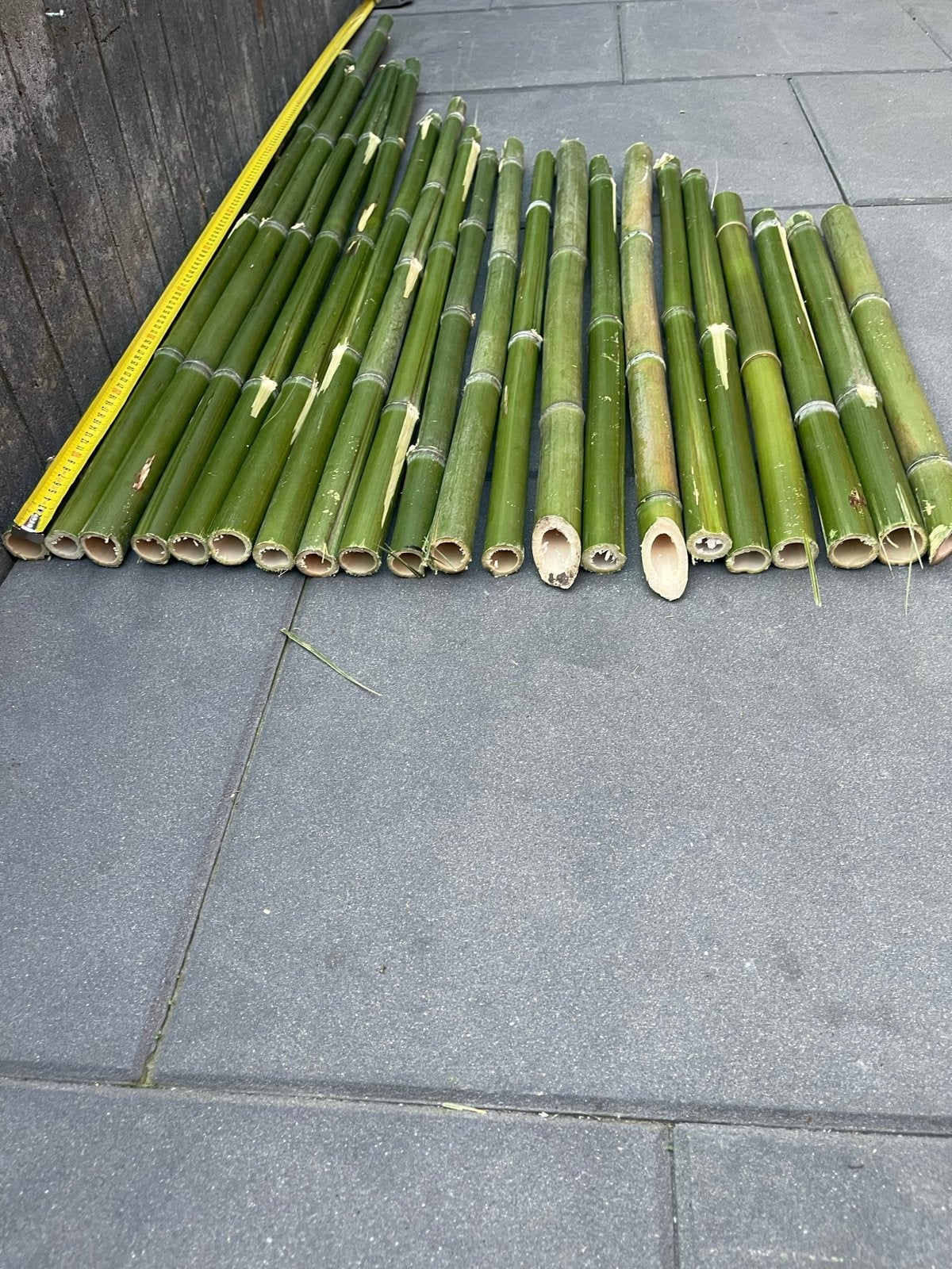 Bamboe stokken voor tuin of decoratie, Ophalen of Verzenden, Bloeit niet, Overige soorten, Halfschaduw