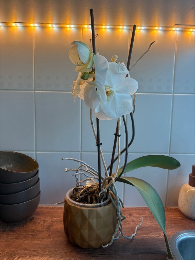 Orchidee met pot, Huis en Inrichting, Ophalen, Overige soorten, Halfschaduw, In pot