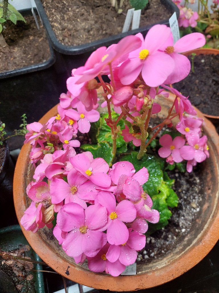 Begonia socotrana Socotra Jemen zeer zeldzaam 4 knolletjes, Ophalen of Verzenden, Overige soorten, Halfschaduw, Minder dan 100 cm
