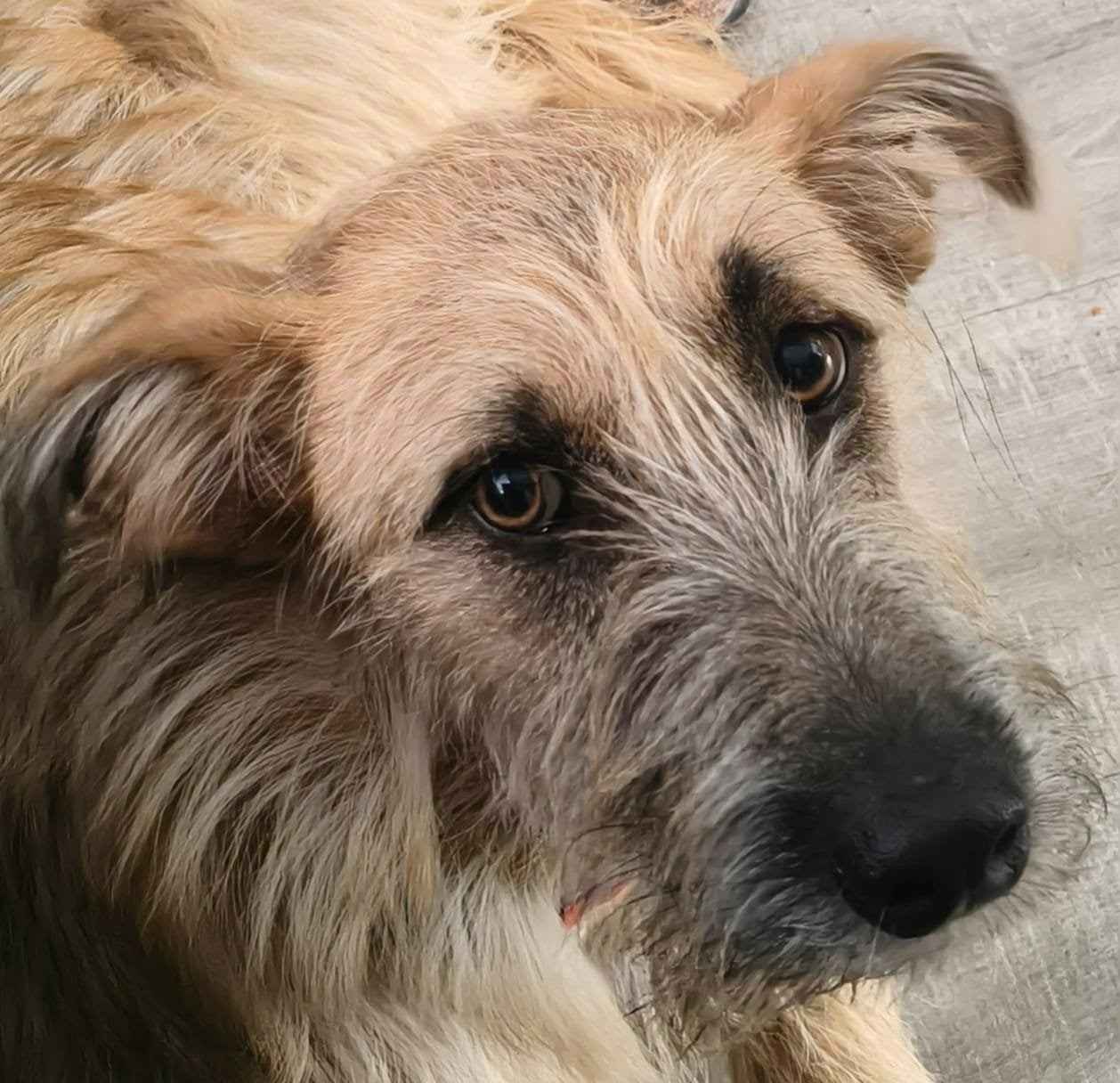 Vicky is bijna 8 maandjes jong en zoekt een lieve familie, Dieren en Toebehoren, Honden | Niet-rashonden, Particulier, 15 weken tot 1 jaar