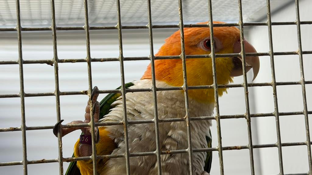 Caiques Koppel, Dieren en Toebehoren, Vogels | Parkieten en Papegaaien, Meerdere dieren, Papegaai, Geringd
