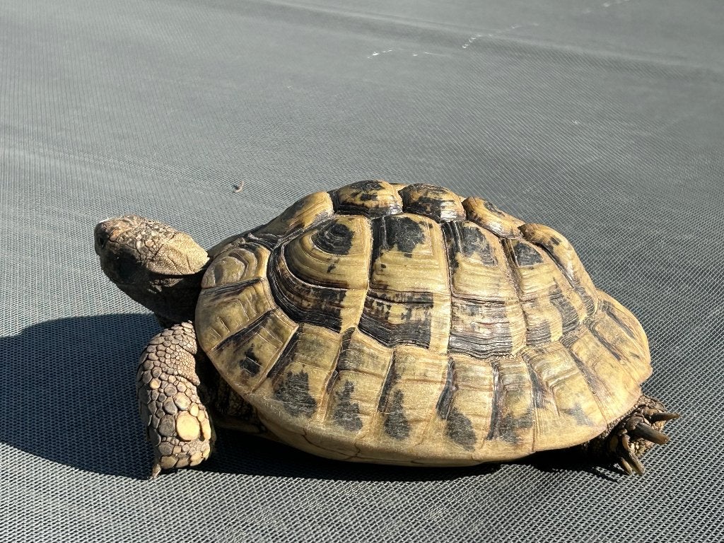 Gevraagd Testudo hermanni boettgeri, Dieren en Toebehoren, Schildpad, 11 jaar of ouder