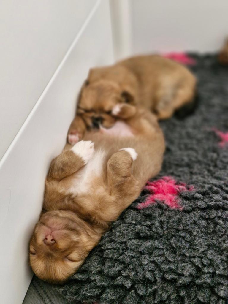 Prachtige Pomchi pups, Overige rassen, 8 tot 15 weken, Meerdere, Meerdere dieren