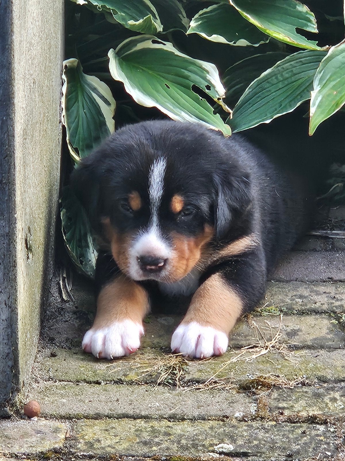 Zwitserse sennenpuppy teefje, 7 weken, 8 tot 15 weken, Teef, Groot, Eén hond