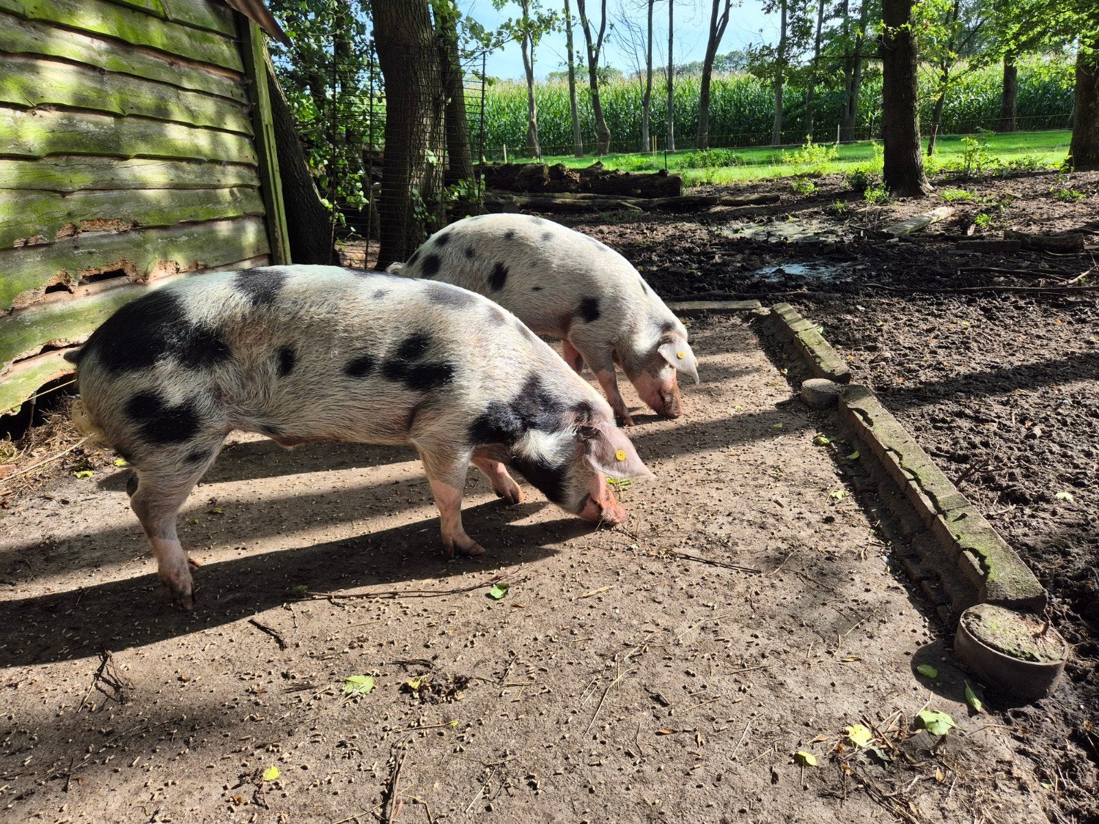 Varkens | Bonte Bentheimer | gecastreerd, Mannelijk, Varken, 0 tot 2 jaar