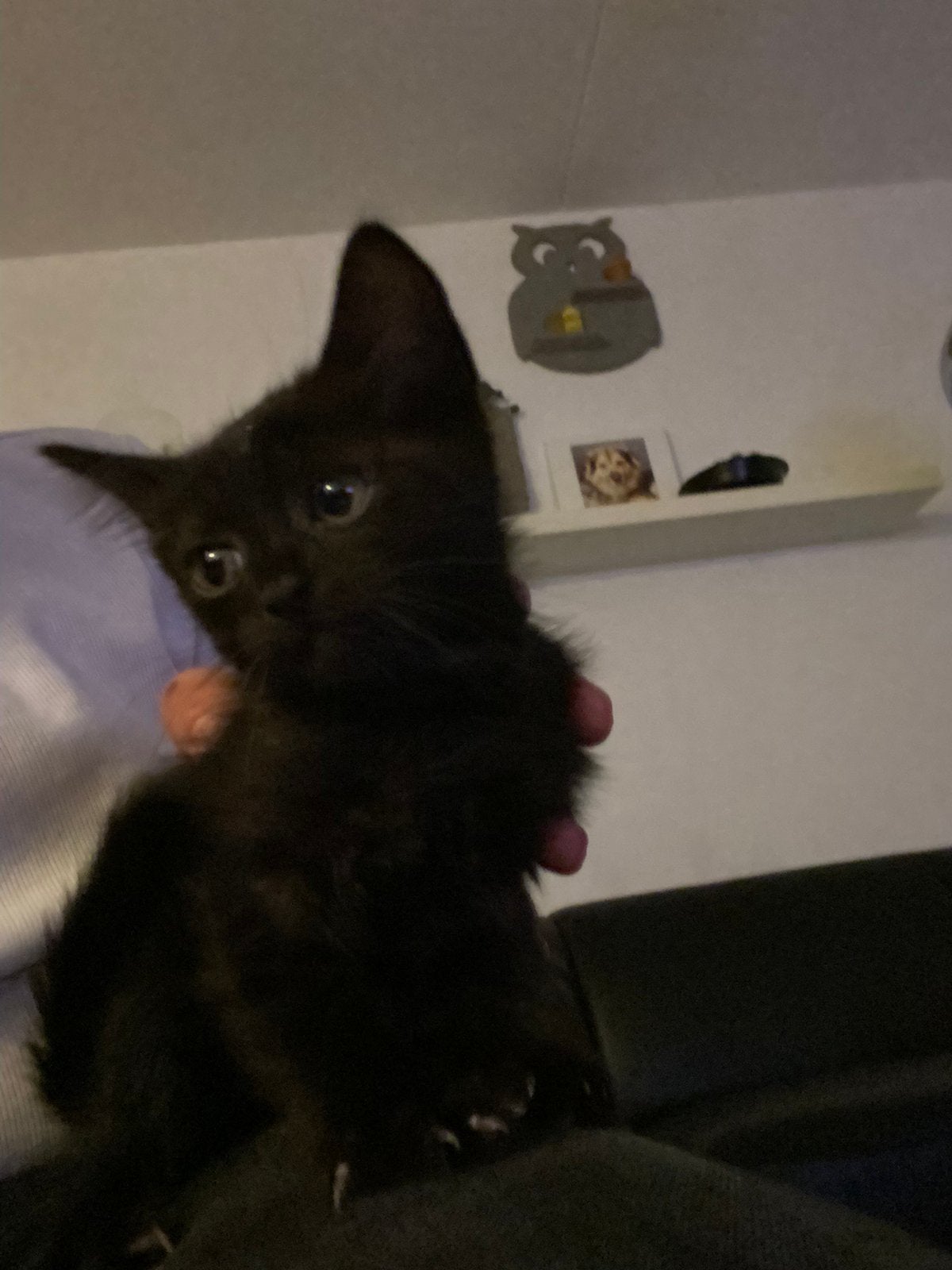 Lieve zwarte kitten, Dieren en Toebehoren, Poes