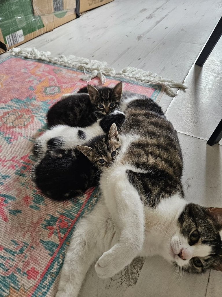 10 lieve kittens zoeken een nieuw thuis!, Dieren en Toebehoren, Katten en Kittens | Overige Katten, Meerdere dieren, Kortharig