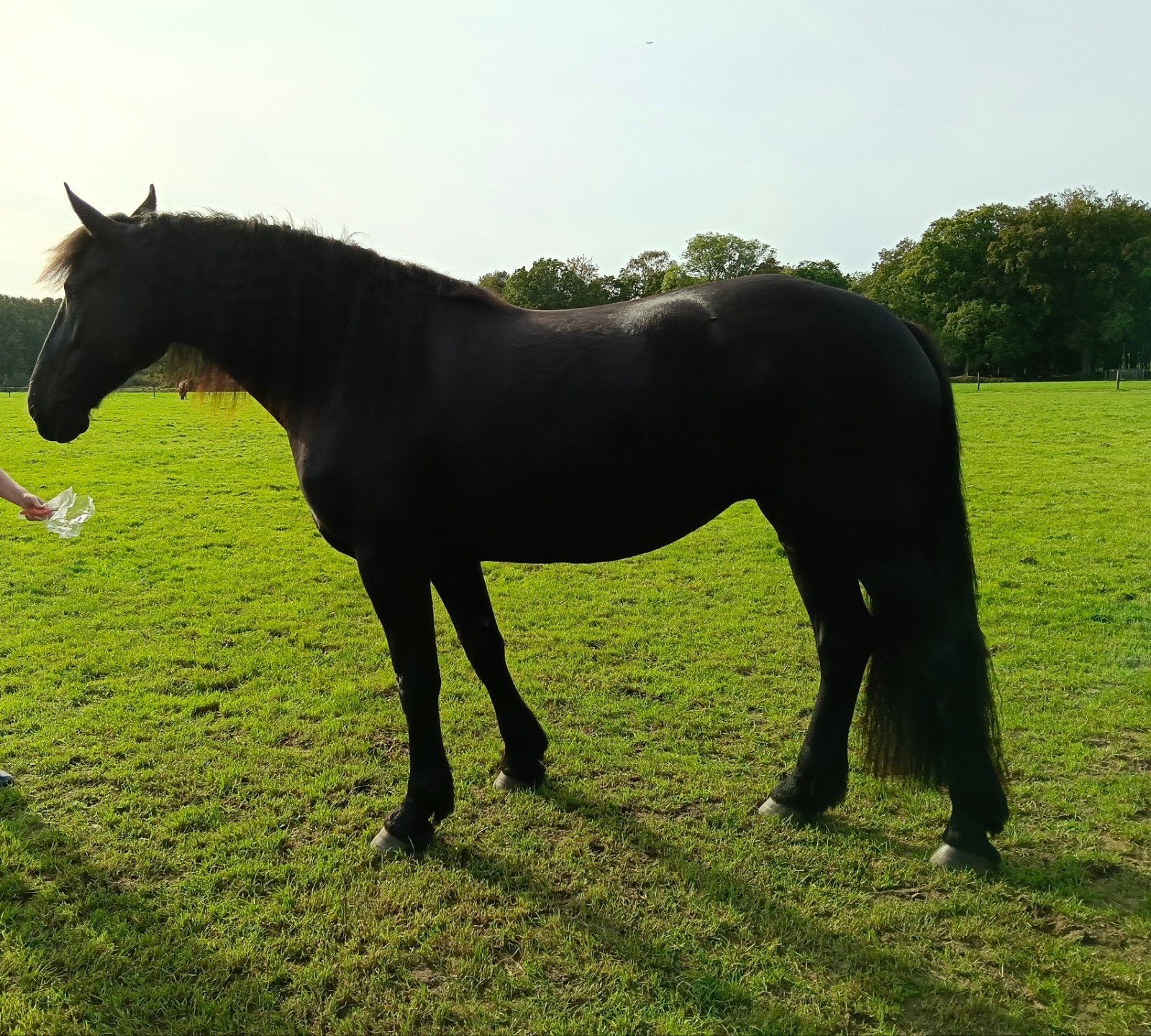 prachtige grote 4 jr merrie fries x barock Pinto, Dieren en Toebehoren, Merrie, 175 cm of meer, Met stamboom, Dressuurpaard