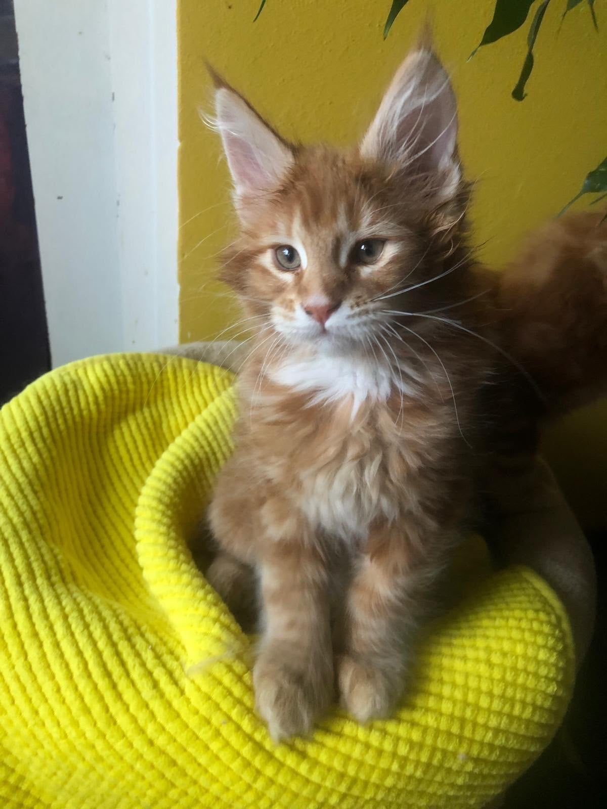 Maine Coon kittens, Dieren en Toebehoren, Katten en Kittens | Overige Katten, Meerdere dieren