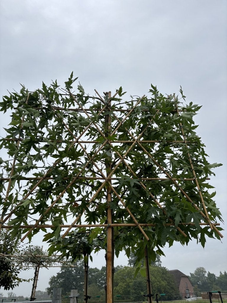 Liquidambar styraciflua ‘Worplesdon’ – Lei amberboom, Tuin en Terras, Planten | Bomen, In pot, Bloeit niet, Leiboom, Halfschaduw