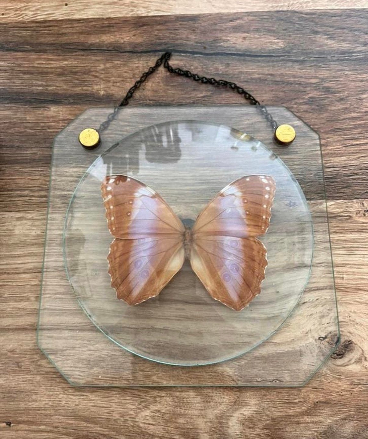 Vlinder achter glas uit erfenis, Ophalen of Verzenden, Zo goed als nieuw, Insect, Opgezet dier
