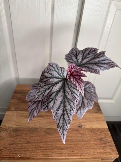 begonia pink minx, Huis en Inrichting, Kamerplanten, Ophalen of Verzenden, Overige soorten, Halfschaduw, Minder dan 100 cm