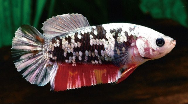 Betta - Avatar male - Koidream Valburg