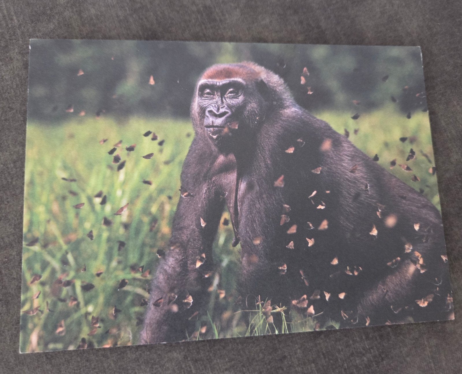 WWF Ansichtkaart Westerse Laaglandgorilla, Verzenden, 1980 tot heden, Ongelopen, Wild dier